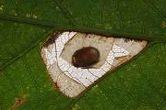 Phyllonorycter basistrigella