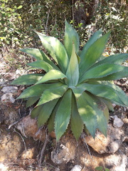 Agave chiapensis