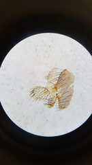 Mycetophila tapleyi