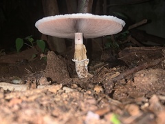 Agaricus subrutilescens