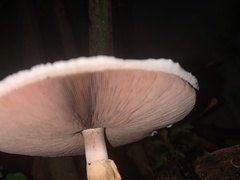 Agaricus subrutilescens