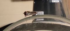 Episyrphus balteatus