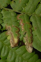 Phytoliriomyza clara