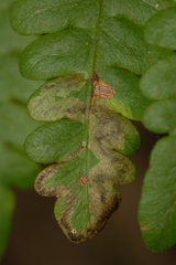 Phytoliriomyza clara