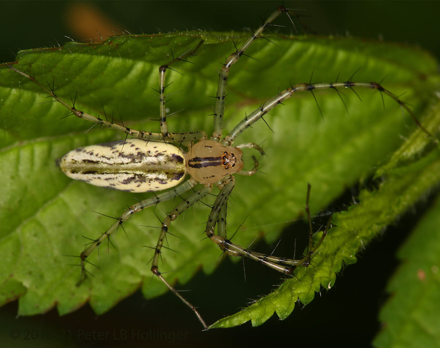 Peucetia rubrolineata image