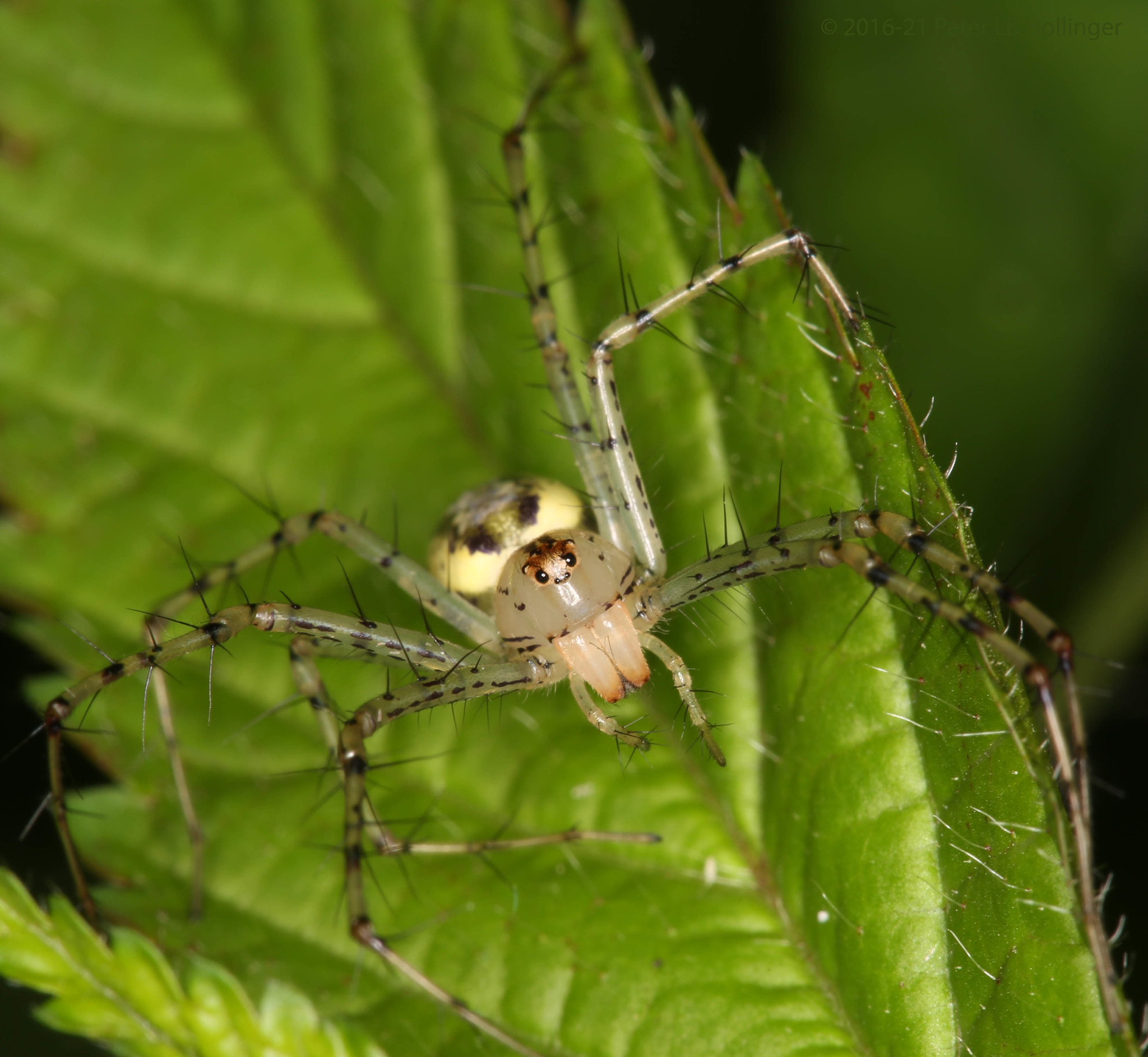 Oxyopidae image