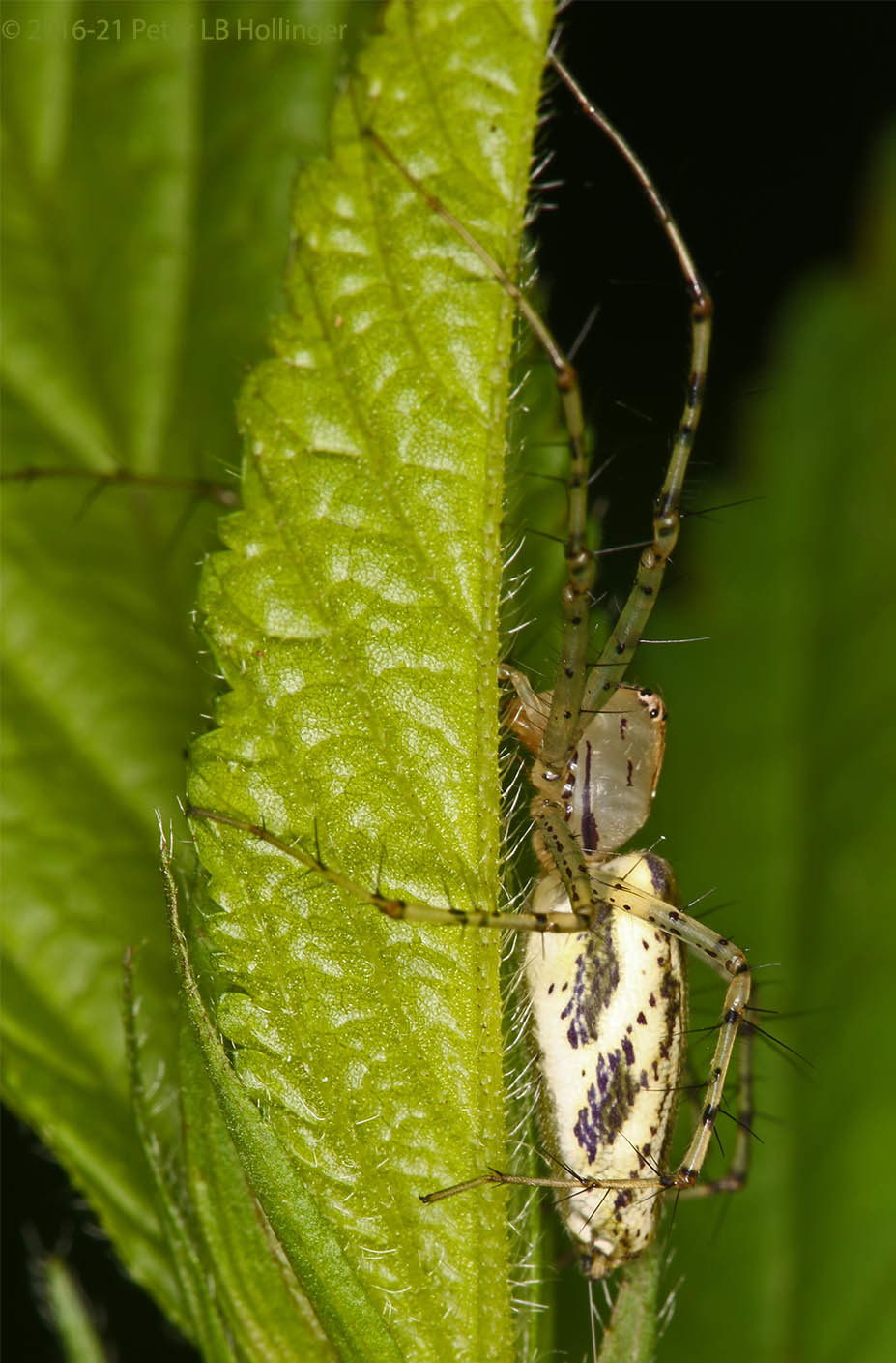 Peucetia image