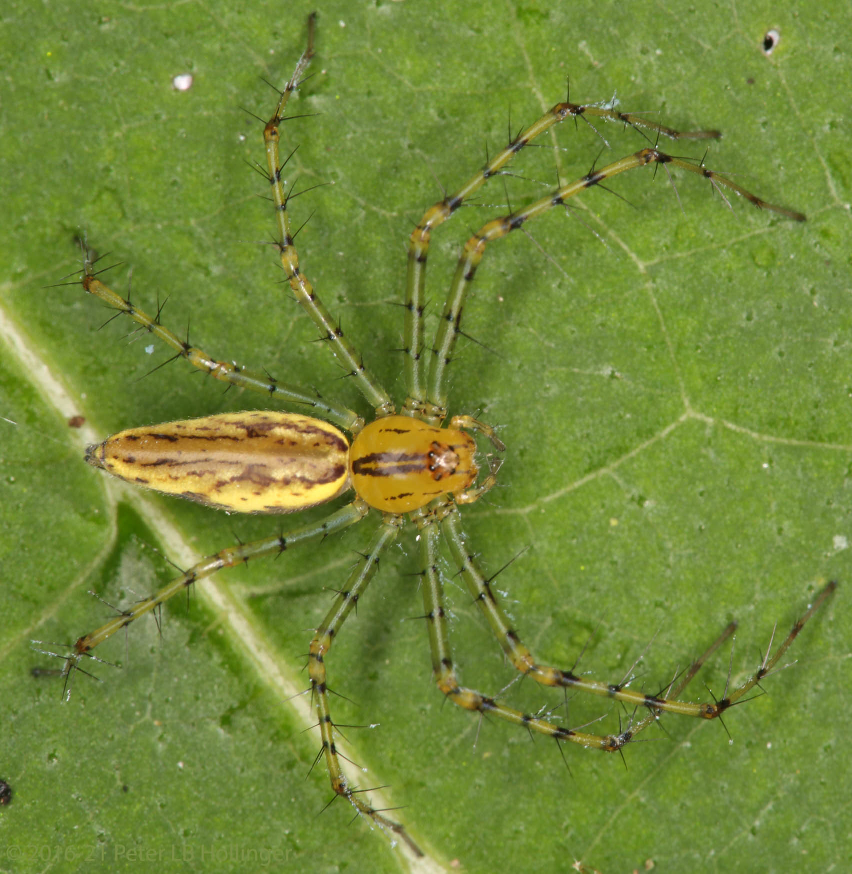 Peucetia rubrolineata image