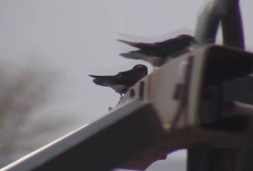 Hirundo smithii