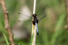 Erythrodiplax justiniana