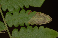 Phytoliriomyza clara
