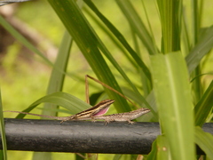 Anolis quercorum