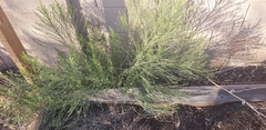 Baccharis sarothroides