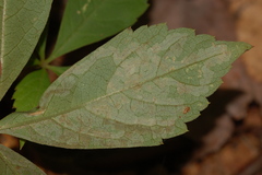 Phyllocnistis ampelopsiella