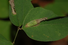 Macrosaccus morrisella