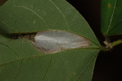 Macrosaccus morrisella