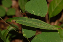 Ophiomyia parda