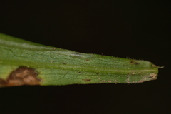 Ophiomyia parda