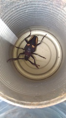 Calocomus desmarestii