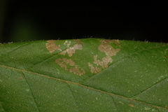 Phyllonorycter ostryaefoliella