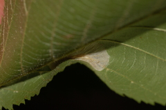 Phyllonorycter ostryaefoliella