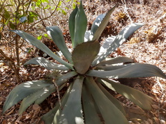 Agave chiapensis