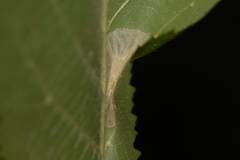Phyllonorycter ostryaefoliella