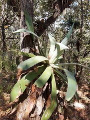 Agave chiapensis
