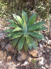 Agave chiapensis