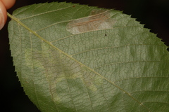 Phyllonorycter obscuricostella