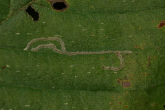 Caloptilia ostryaeella