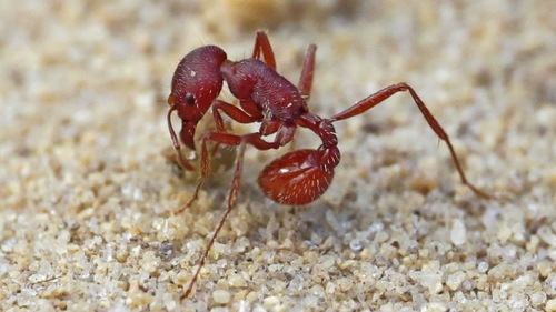Florida Harvester Ant