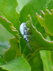 Myllocerus undecimpustulatus