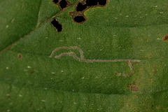 Caloptilia ostryaeella