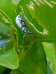 Myllocerus undecimpustulatus