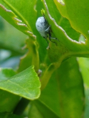 Myllocerus undecimpustulatus