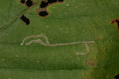 Caloptilia ostryaeella