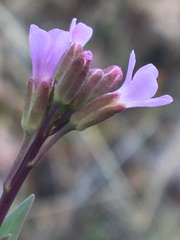 Boechera calderi