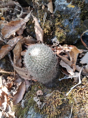 Mammillaria albilanata tegelbergiana