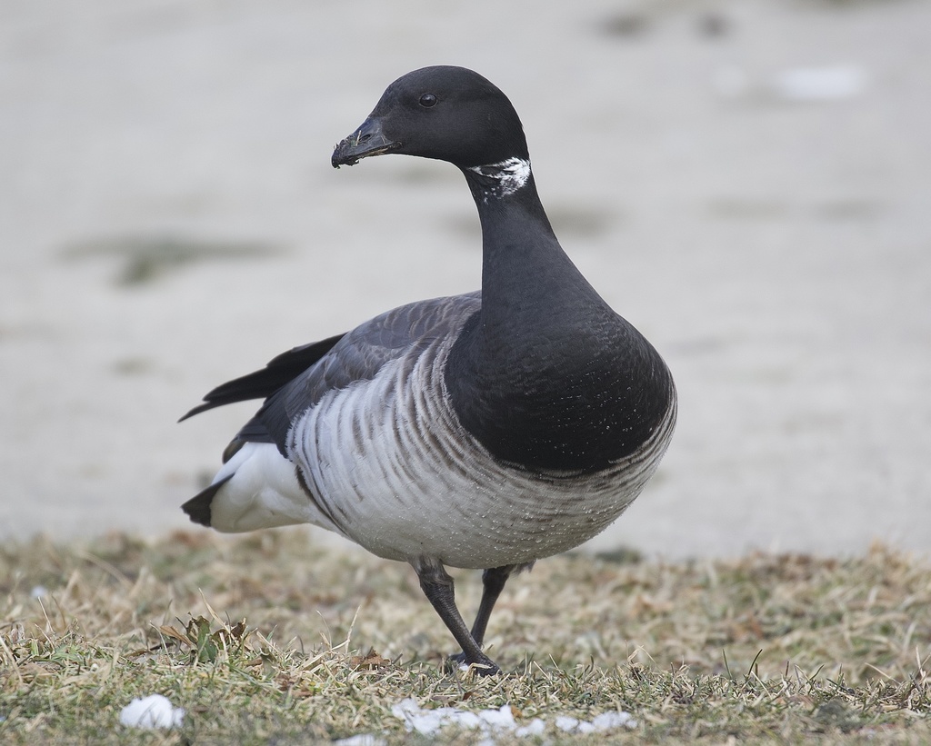 Black Geese