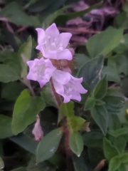 Richardia grandiflora