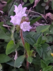Richardia grandiflora