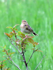 Ammodramus savannarum pratensis