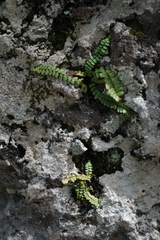 Asplenium resiliens