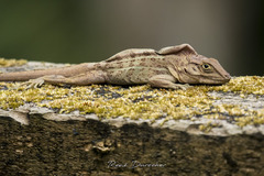Anolis hispaniolae