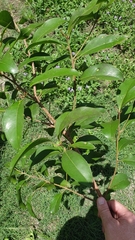 Planchonella australis