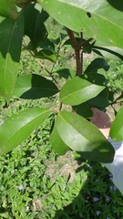 Planchonella australis