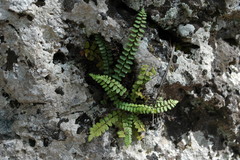Asplenium resiliens