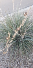 Angiospermae