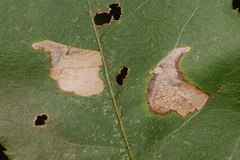 Ectoedemia